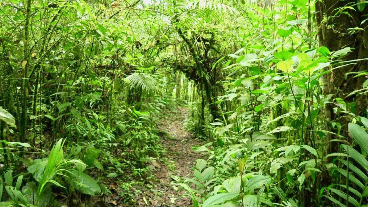 PEREIRA Quimbaya Fauna and Flora Sanctuary Private Full Day Tour