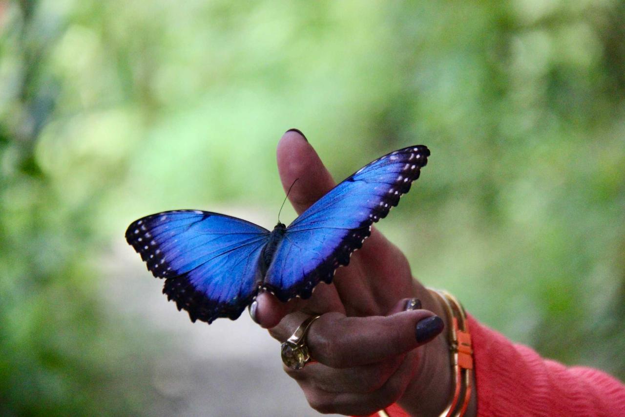 Salento to Jardin Botanico del Quindio Private Half Day Tour