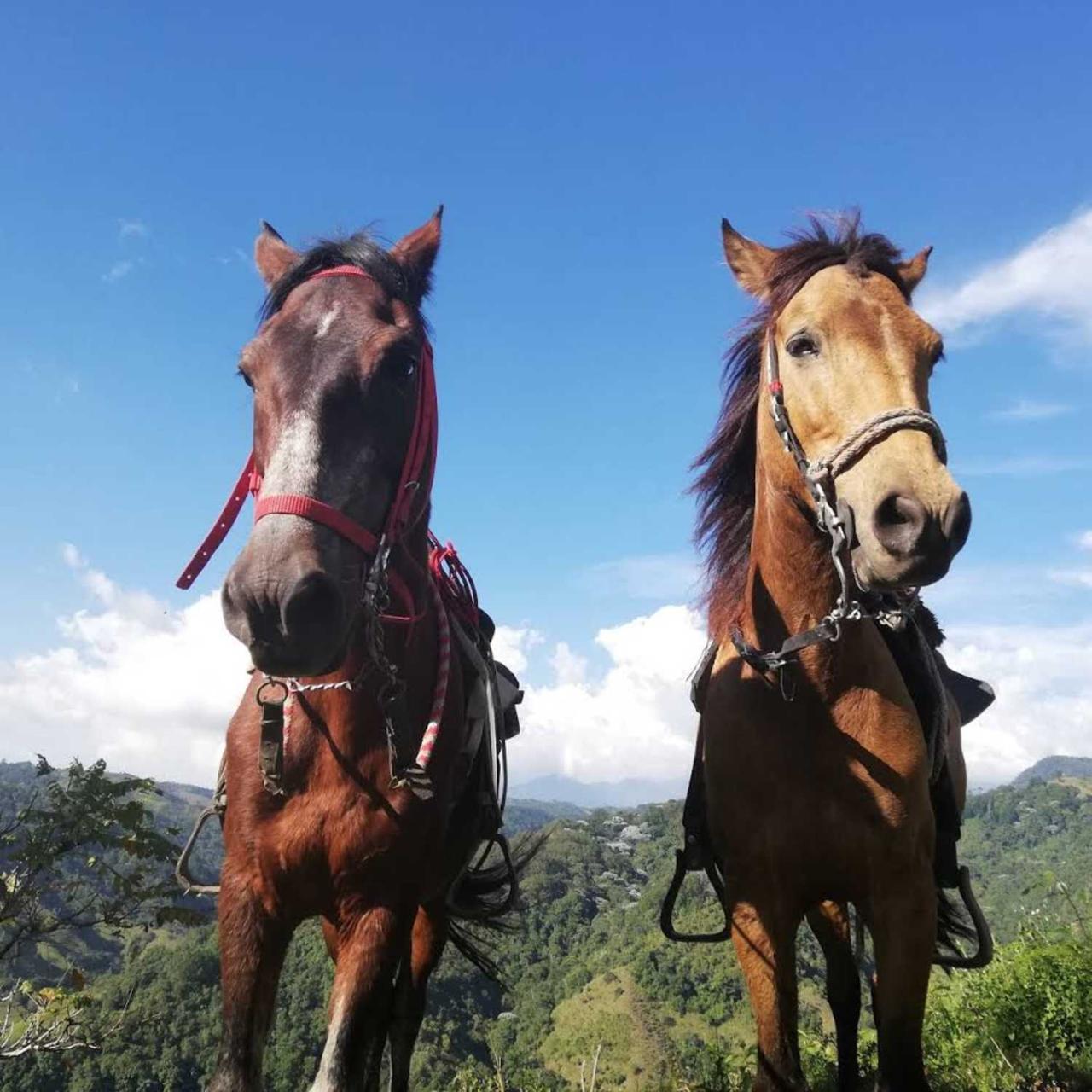 Horseride, Coffee Tour & Willys Ride from Salento