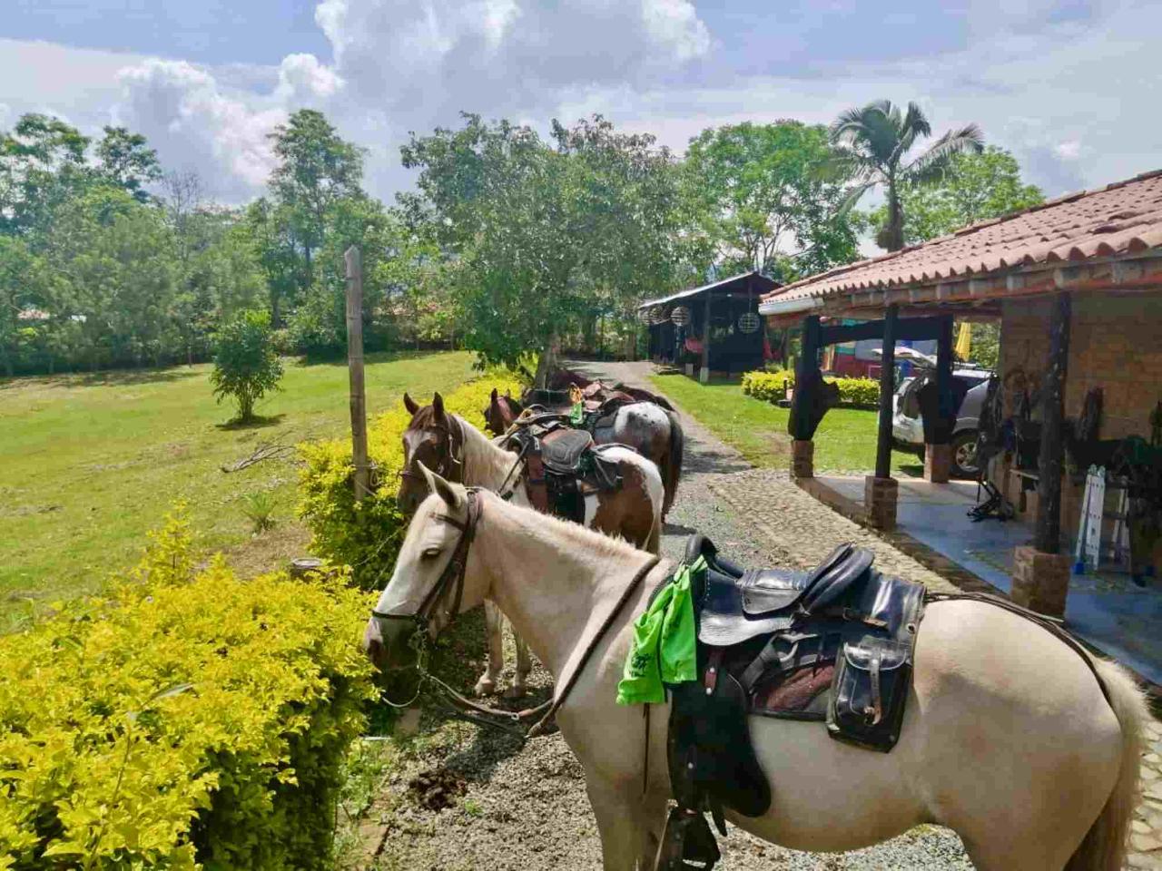 PEREIRA to Viterbo: Horse-ride + Coffee & Cacao Tour + Lunch