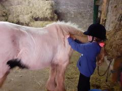 Christmas Gift - Half Day Own A Pony - £70