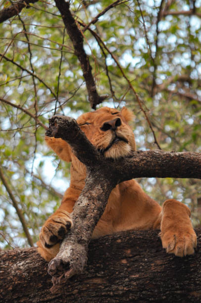 4 Days, 3 Nights Safari To Lake Manyara, Ngorongoro Crater And Serengeti National Park