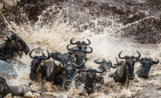 11 Days, 10 Nights Kenya And Tanzania Private Lodging Safari