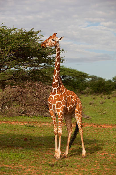 3 Days, 2 Nights Samburu National Reserve Private Safari Package