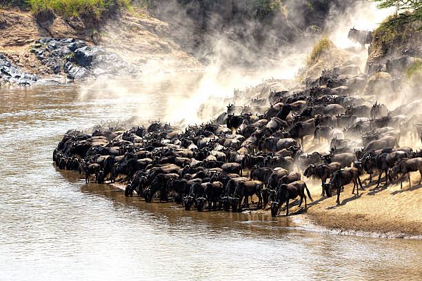 12 Days Best Kenya and Tanzania Safari
