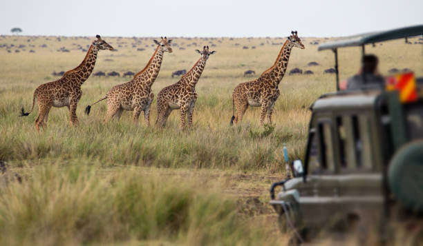 3 days, 2 nights safari to ngorongoro and Serengeti
