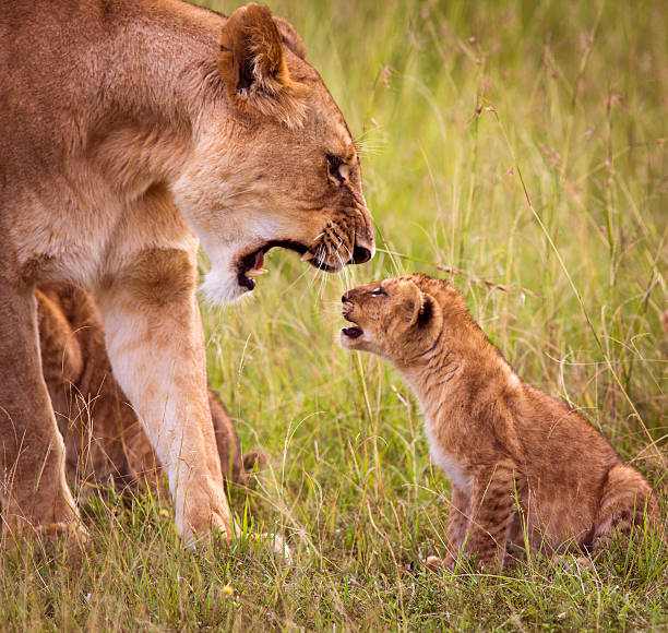 8 Days, 7 Nights Kenya And Tanzania Private Budget Camping Safari