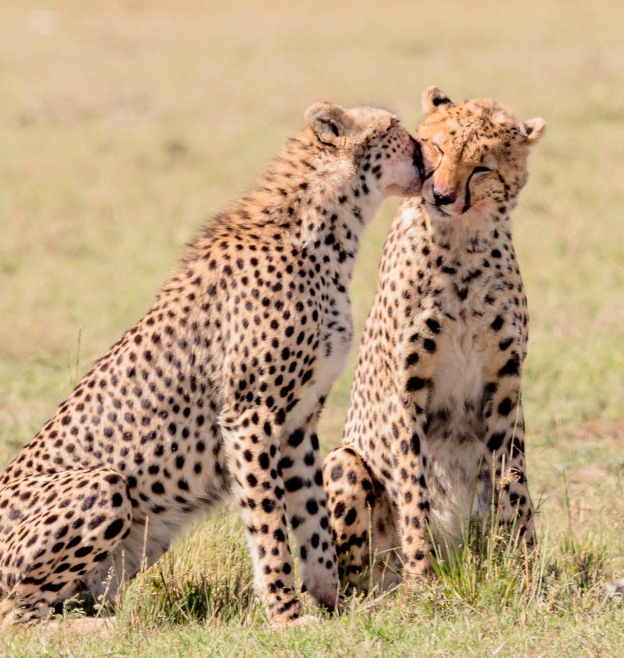 5 Days 4 nights to Maasai mara ,Lake Nakuru and Hells Gate Park.