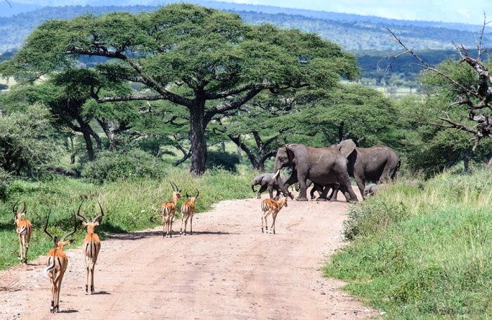 Day Trip to Tarangire National Park from Arusha