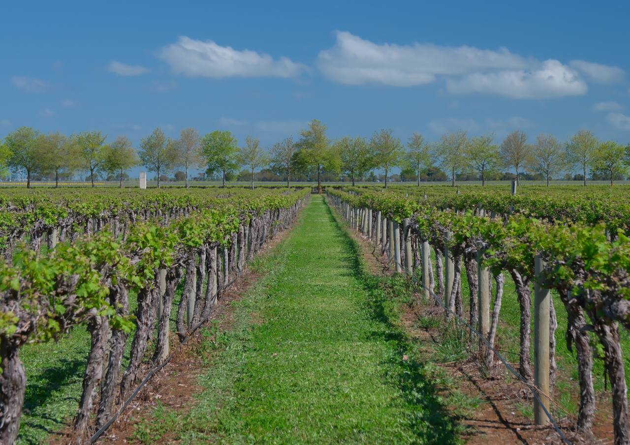 Rymill Coonawarra Vineyard Tour & Wine Tasting Experience