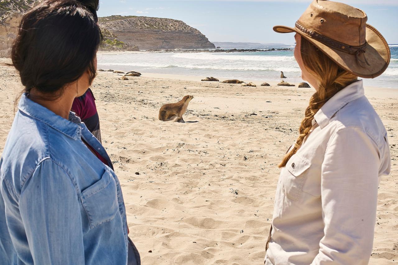 Seal Bay Guided Tour