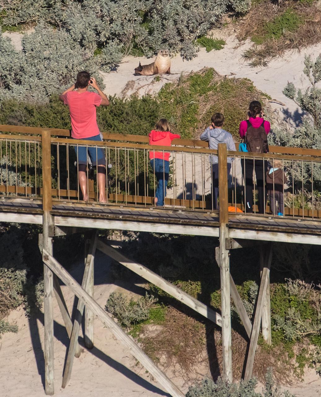 Seal Bay Boardwalk Self-Guided Tour