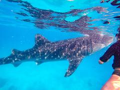 OLTG: ジンベエザメとのシュノーケリングツアー・ツマログ滝ツアー / Snorkeling with whale sharks and Tsumalog Falls tour 