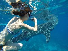 OLSM: ジンベエザメとのシュノーケリング・スミロン島アイランドホッピングツアー / Snorkeling with Whale Sharks and Sumilon Island Hopping Tour