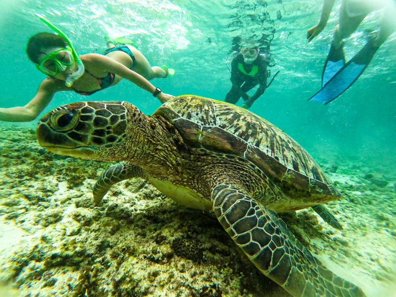 OLMB: ジンベエザメ＆ モアルボアル (イワシの大群＆ウミガメ)シュノーケリングツアー/ Whale Sharks & Moalboal (Sardine School & Sea Turtles) Snorkeling Tour