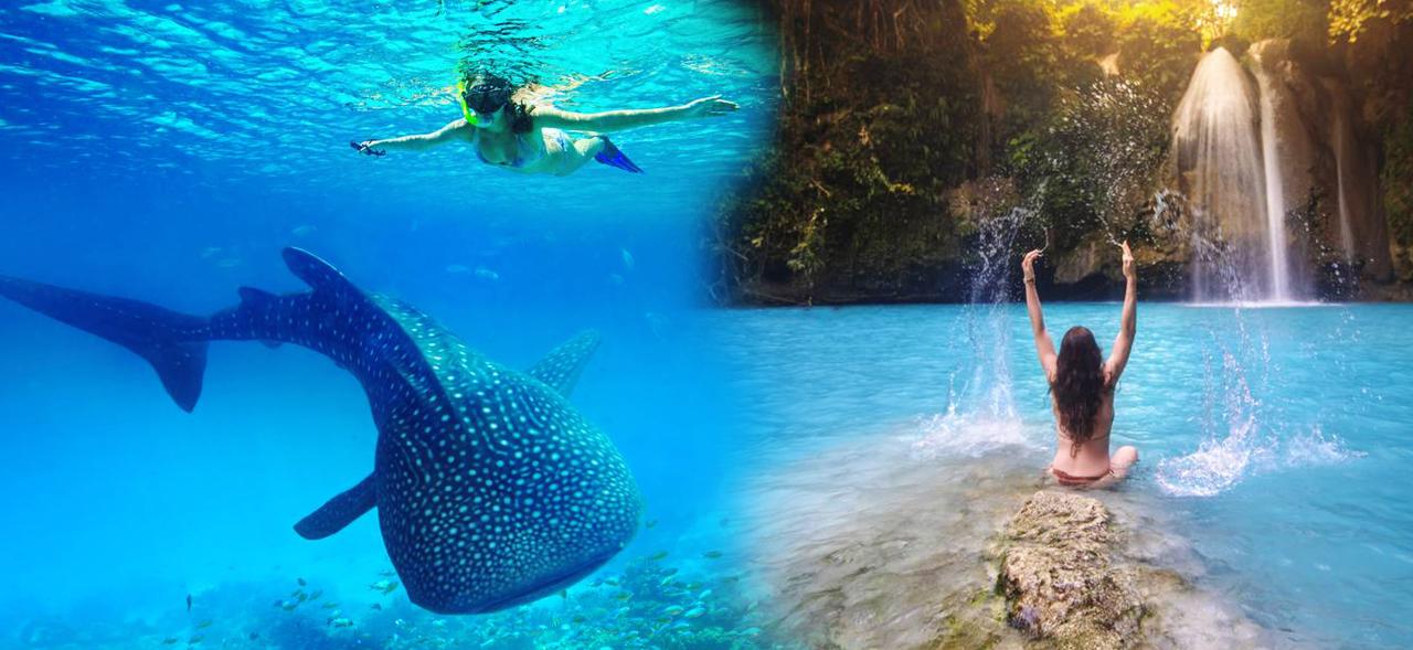 OLKW: ジンベエザメとのシュノーケリング・カワサン滝キャニオニングツアー / Snorkeling with whale sharks and Kawasan Falls Canyoning Tour