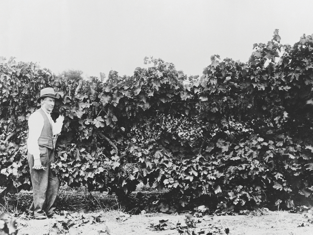 Discover the Legacy – Thomas Hardy Cabernet