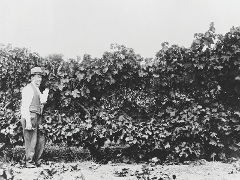 Discover the Legacy – Thomas Hardy Cabernet
