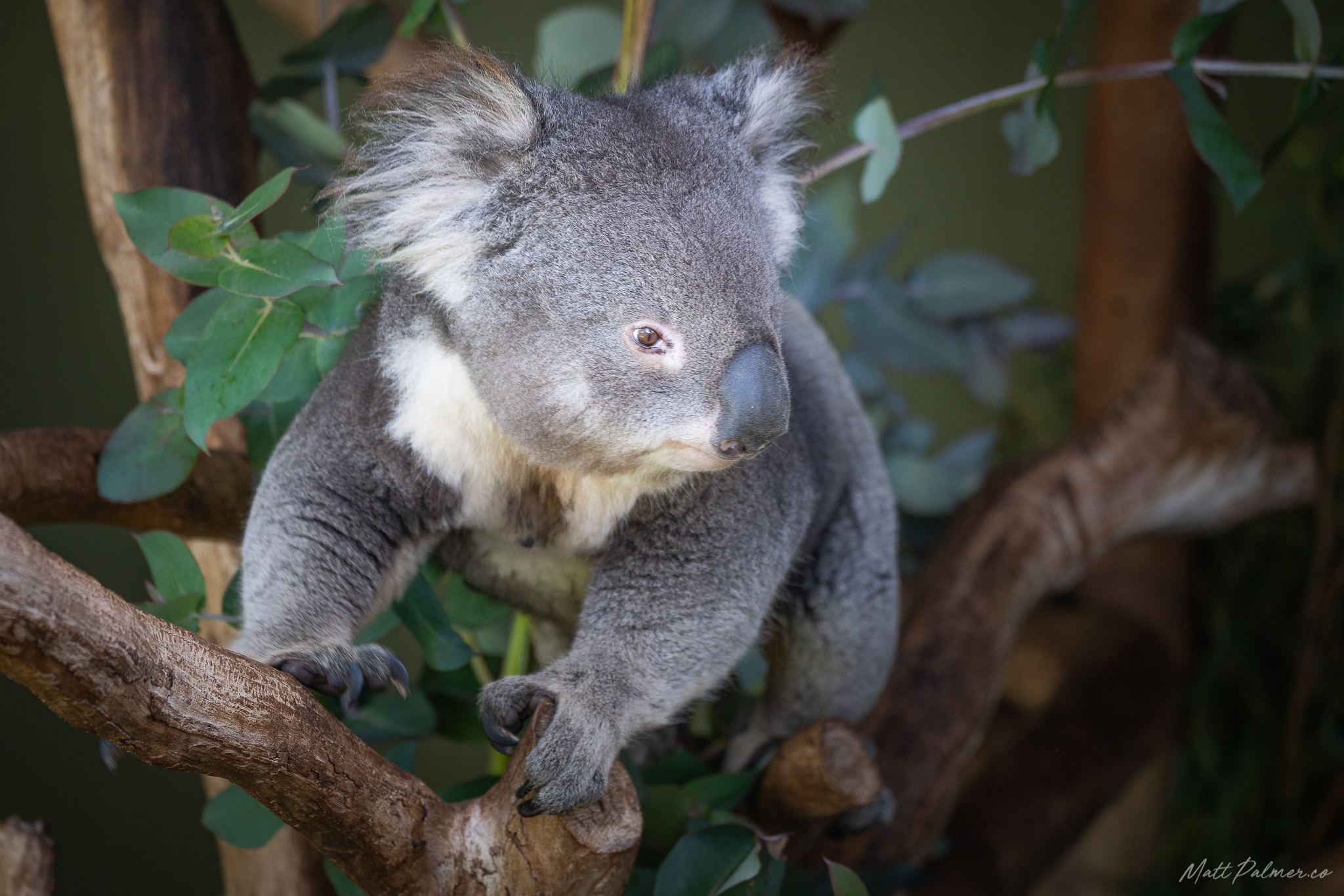 Bonorong Wildlife Sanctuary - General Admission