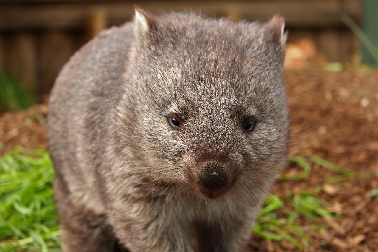 Bonorong Wildlife Sanctuary - General Admission