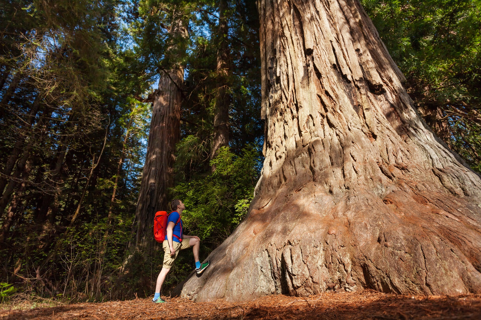 One Way Tour from Yosemite to San Francisco