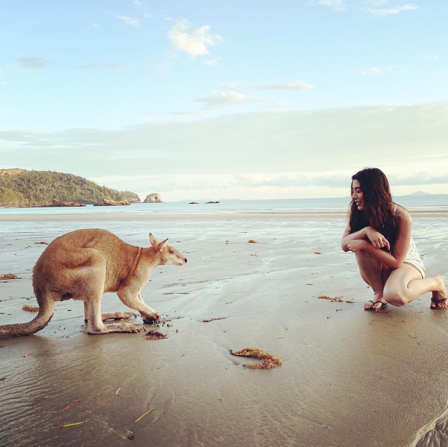 Wildlife Tour - Kangaroo’s on the Beach at Sunrise - Departing Airlie Beach Daily