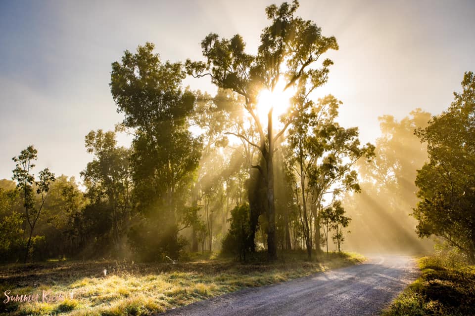 Wildlife Tour - Kangaroo’s on the Beach at Sunrise - Departing Airlie Beach Daily