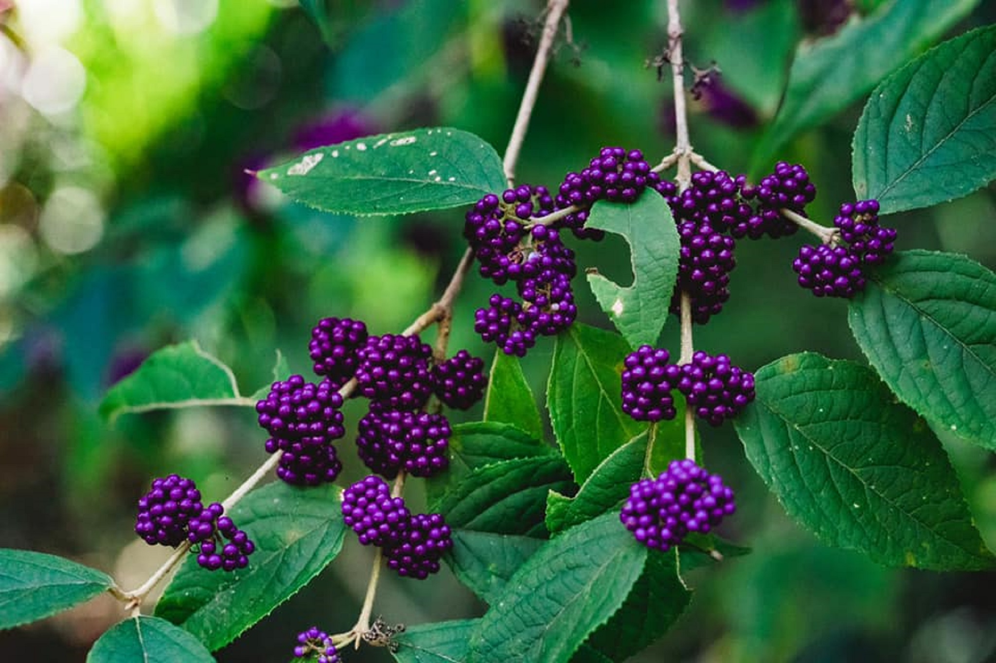 Wildlife Tour - Kangaroo’s on the Beach at Sunrise - Departing Airlie Beach Daily