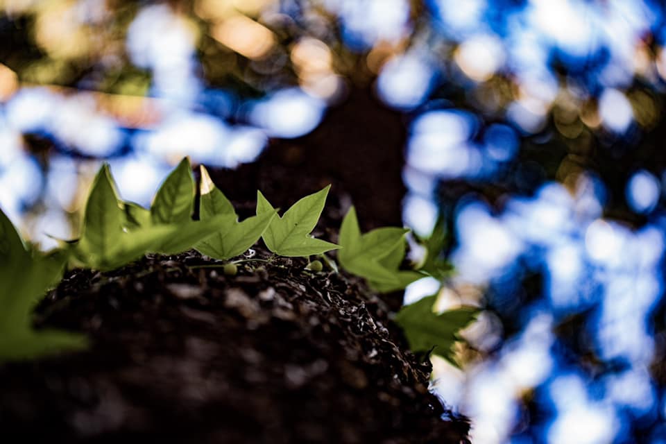 Wildlife Tour - Kangaroo’s on the Beach at Sunrise - Departing Airlie Beach Daily