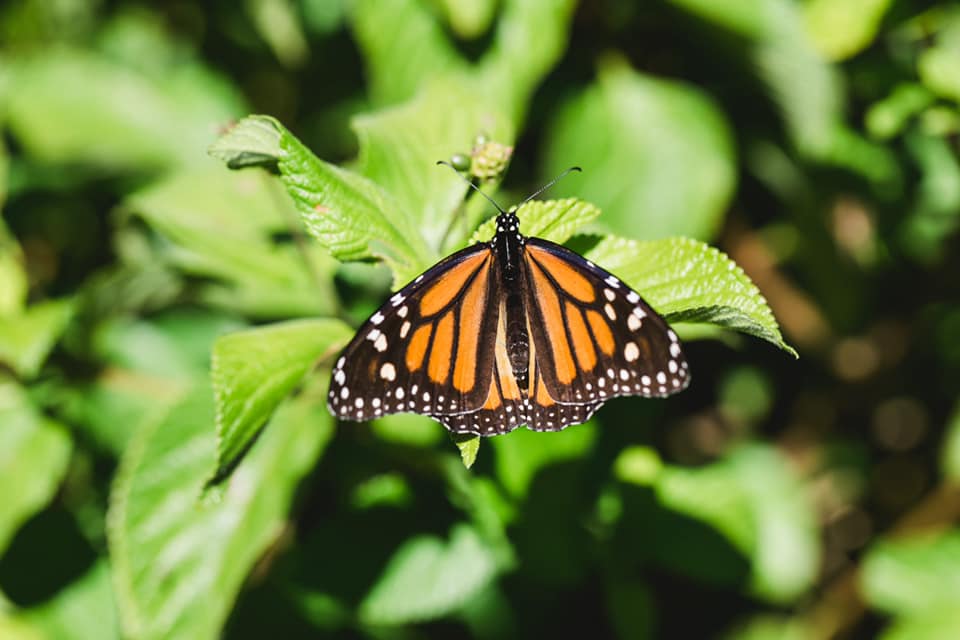 Wildlife Tour - Kangaroo’s on the Beach at Sunrise - Departing Airlie Beach Daily
