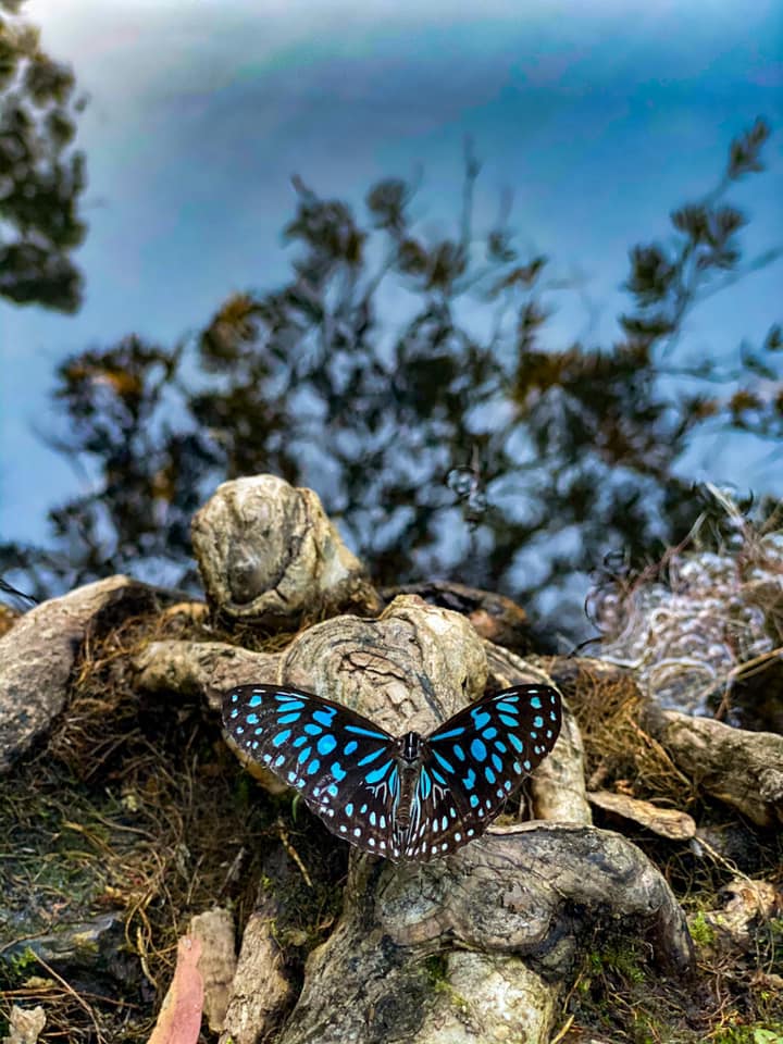 Wildlife Tour - Kangaroo’s on the Beach at Sunrise - Departing Airlie Beach Daily
