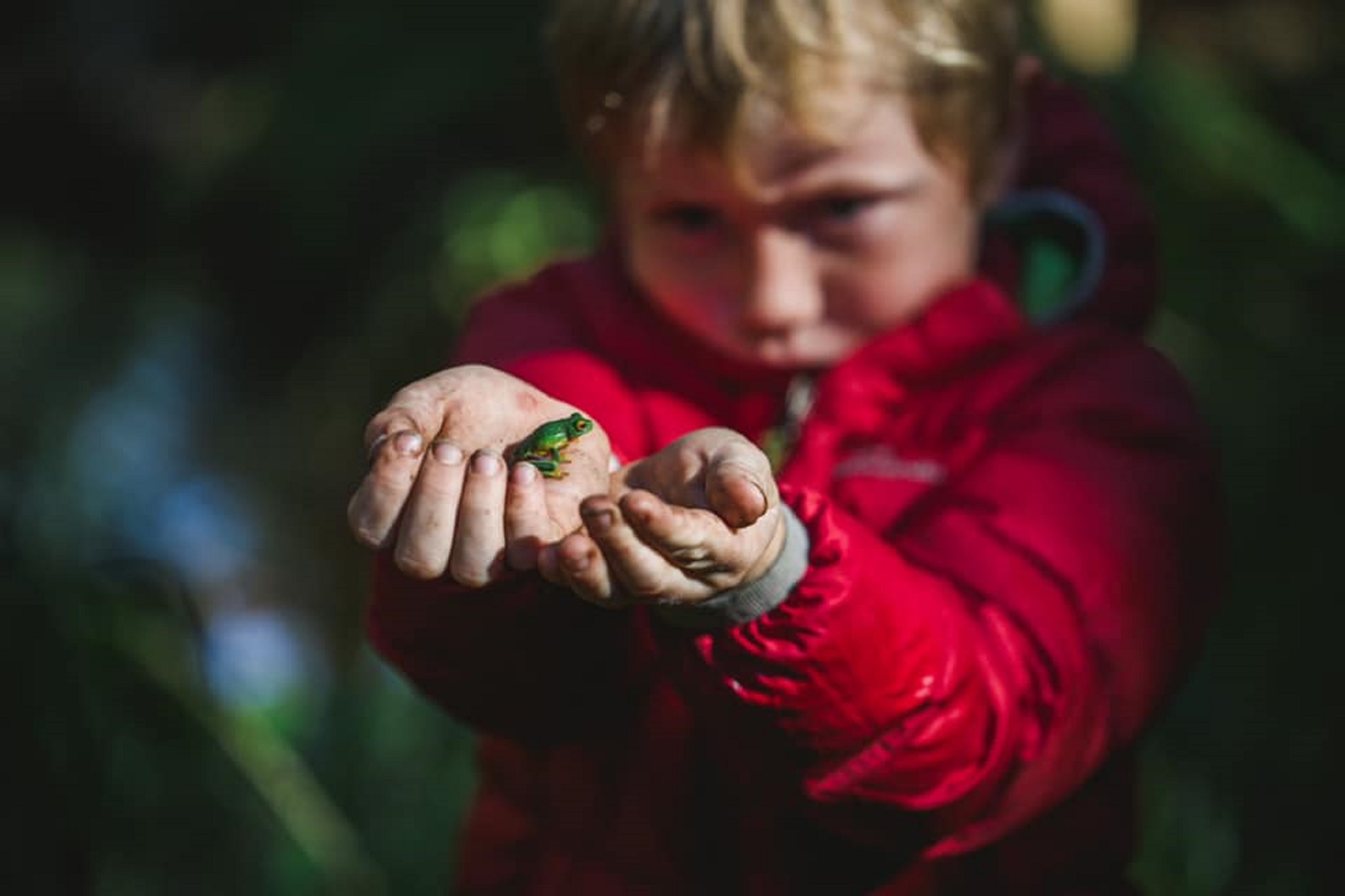 Wildlife Tour - Kangaroo’s on the Beach at Sunrise - Departing Airlie Beach Daily