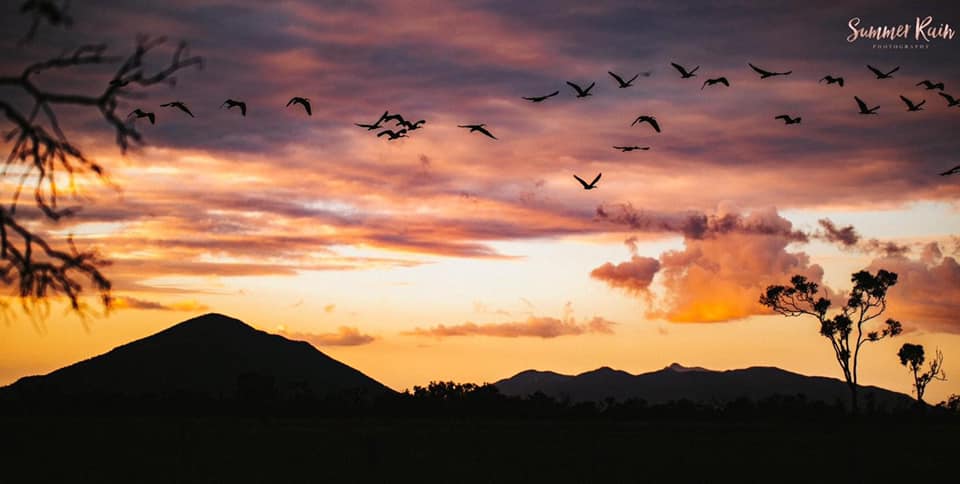 Wildlife Tour - Kangaroo’s on the Beach at Sunrise - Departing Airlie Beach Daily