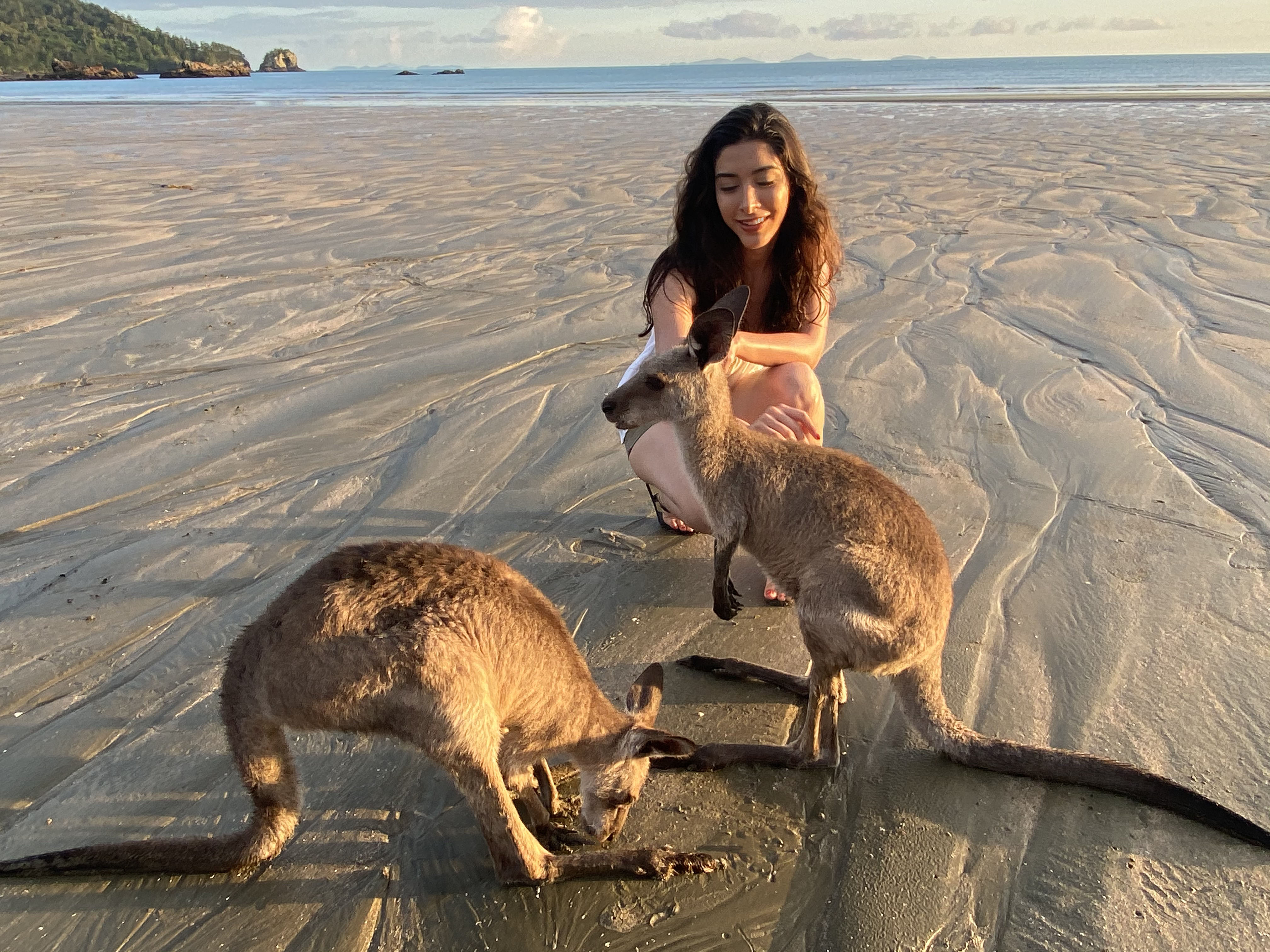Wildlife Tour - Kangaroo’s on the Beach at Sunrise - Departing Airlie Beach Daily