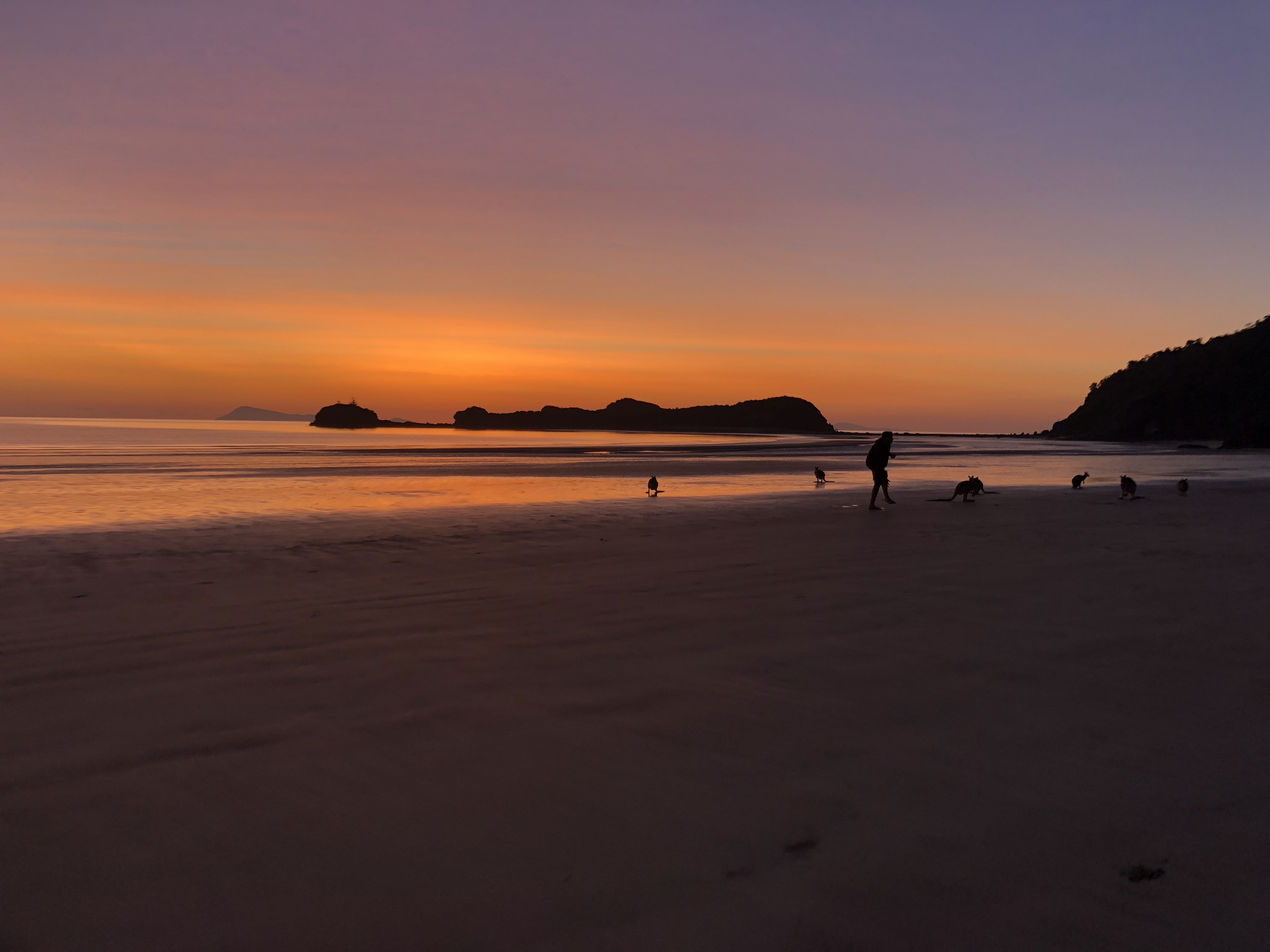 Wildlife Tour - Kangaroo’s on the Beach at Sunrise - Departing Airlie Beach Daily
