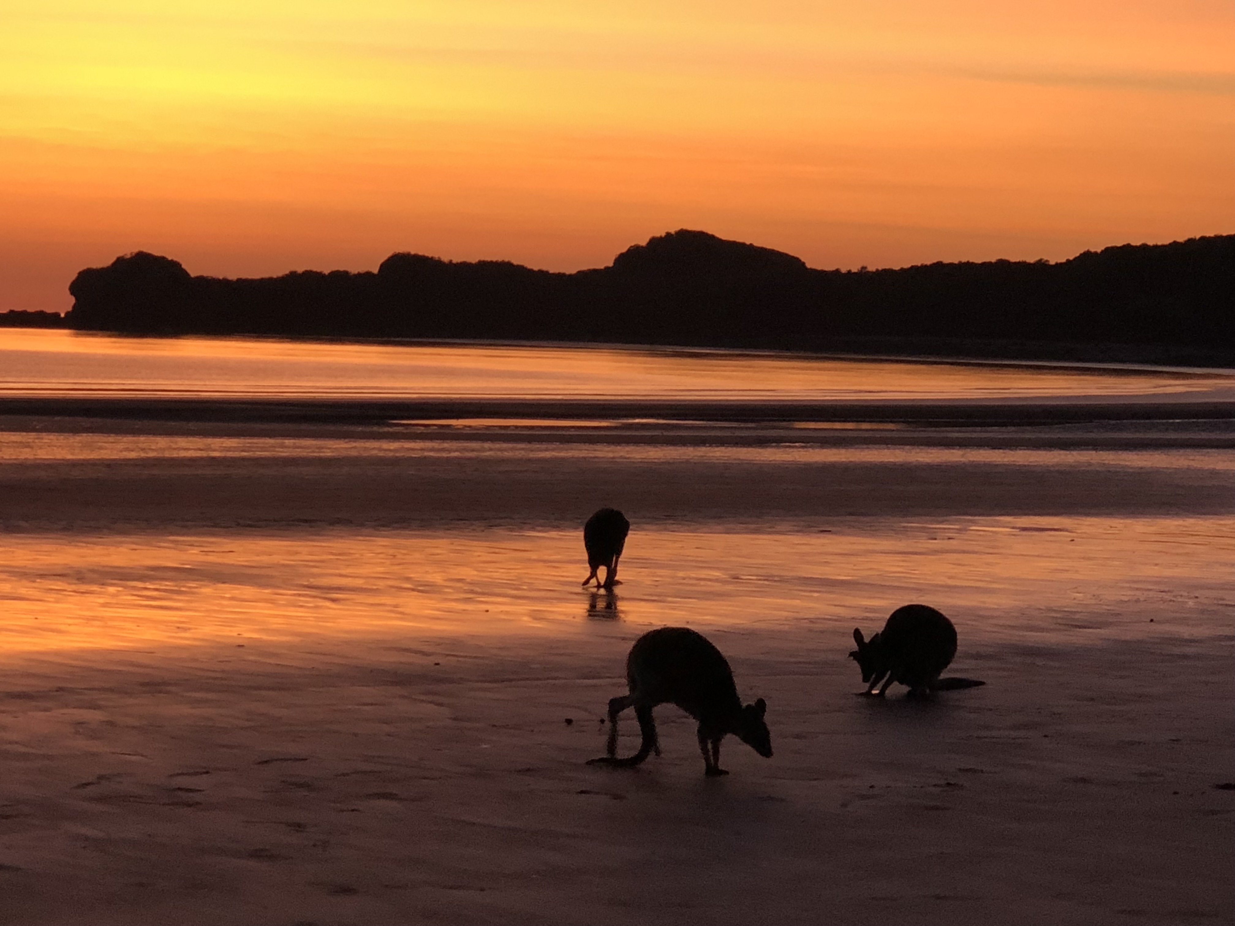 Wildlife Tour - Kangaroo’s on the Beach at Sunrise - Departing Airlie Beach Daily
