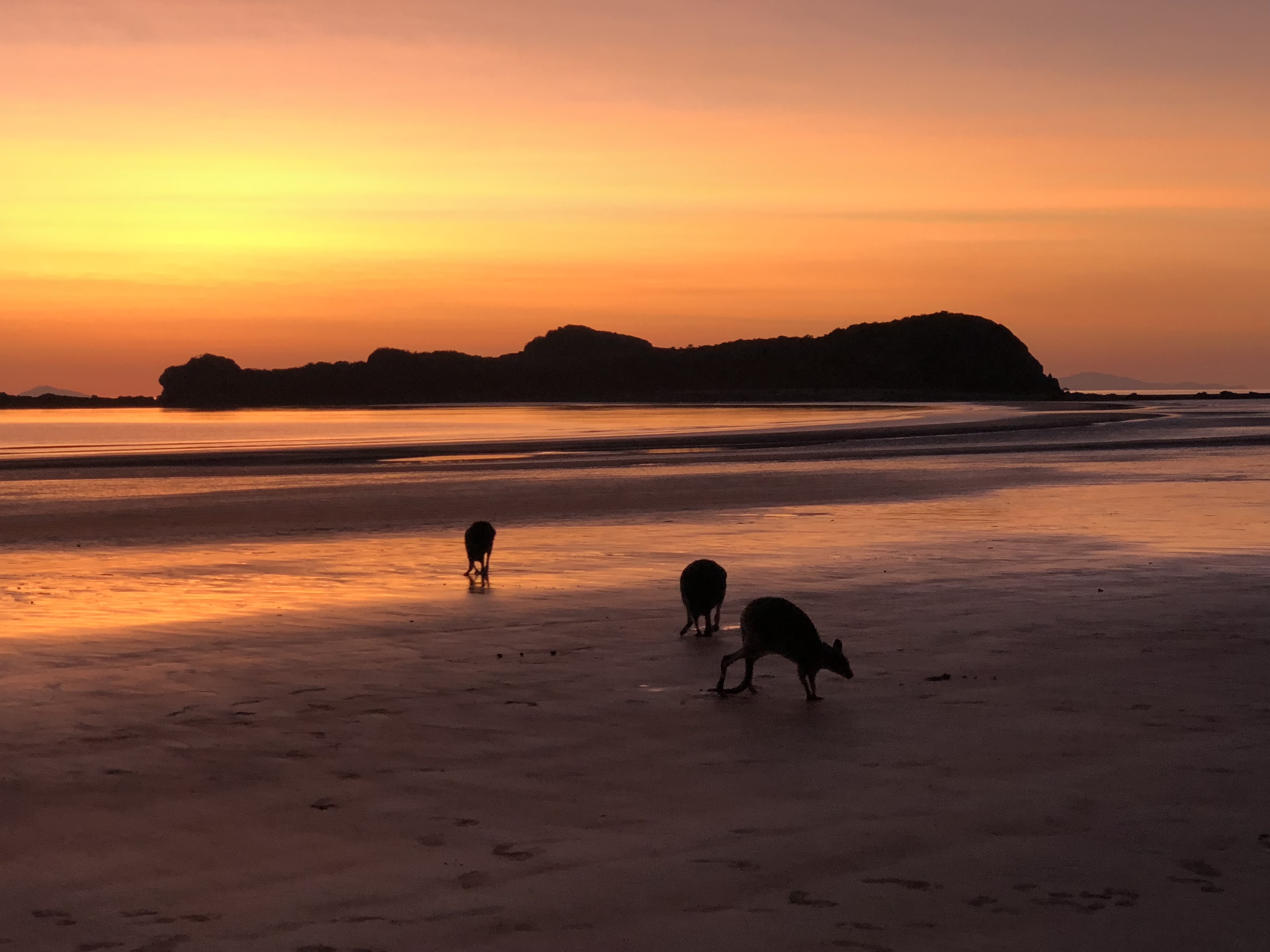 Wildlife Tour - Kangaroo’s on the Beach at Sunrise - Departing Airlie Beach Daily