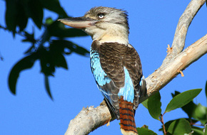 Wildlife Tour - Kangaroo’s on the Beach at Sunrise - Departing Airlie Beach Daily