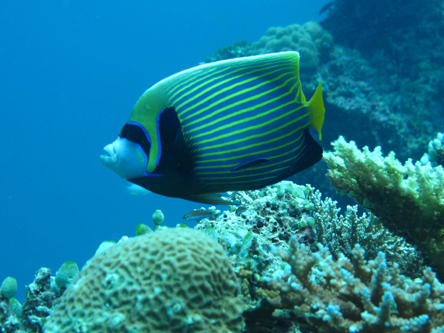 Whale Watch and Turtle Island Snorkel Tour