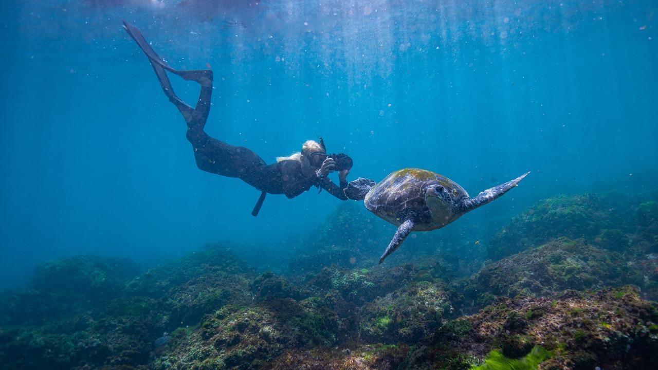Swim with Turtles 