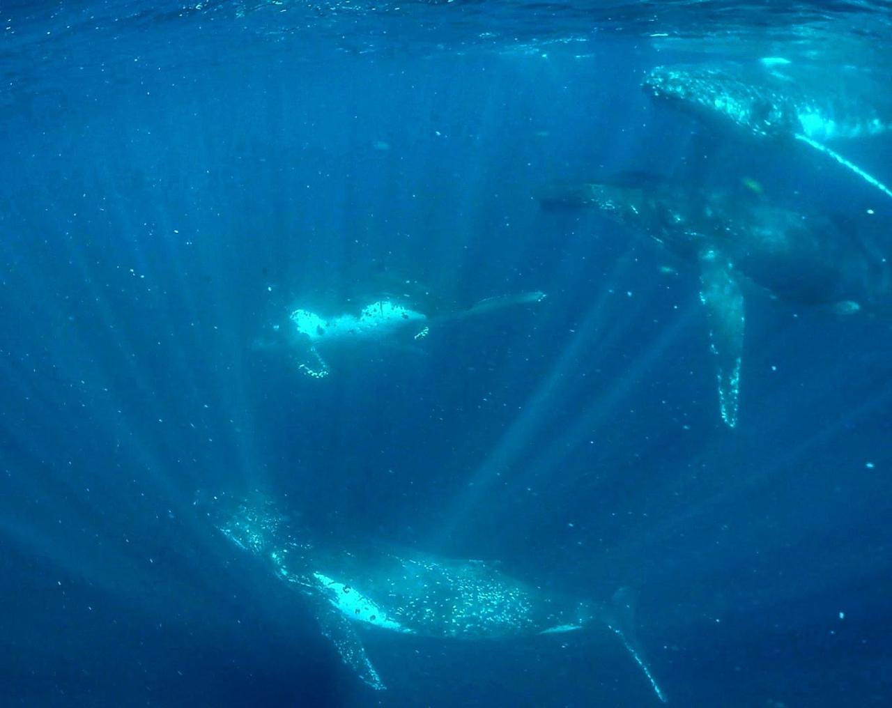 Swim with Whales off the Gold Coast 
