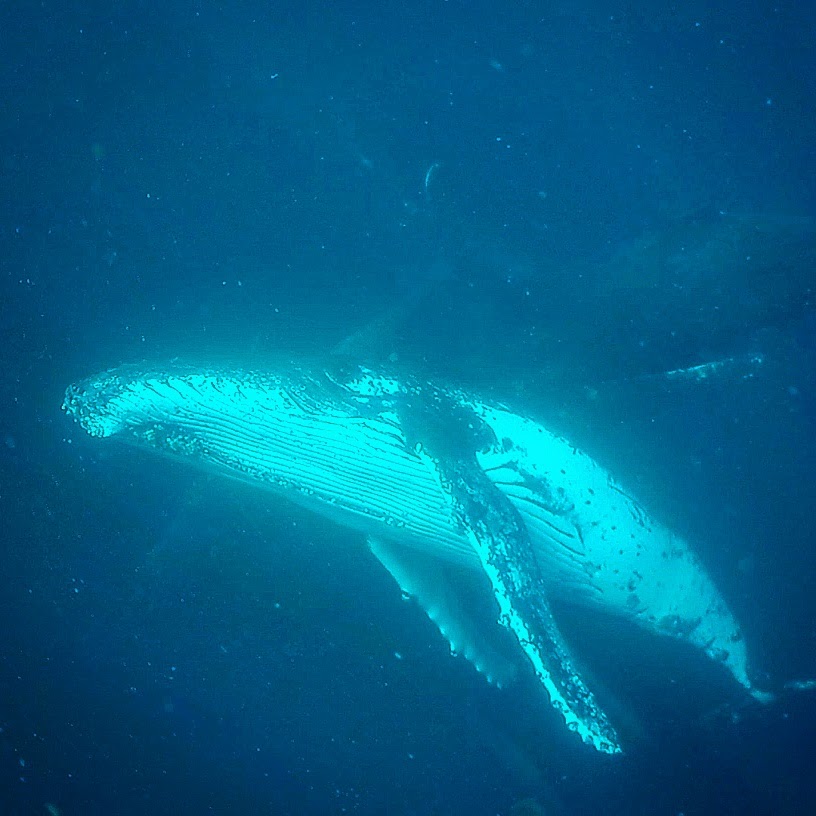 Swim with Whales Gold Coast 