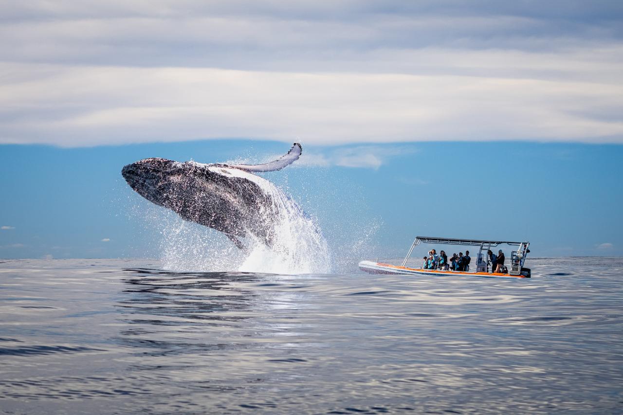 Safari-Style Whale Watching Gold Coast 