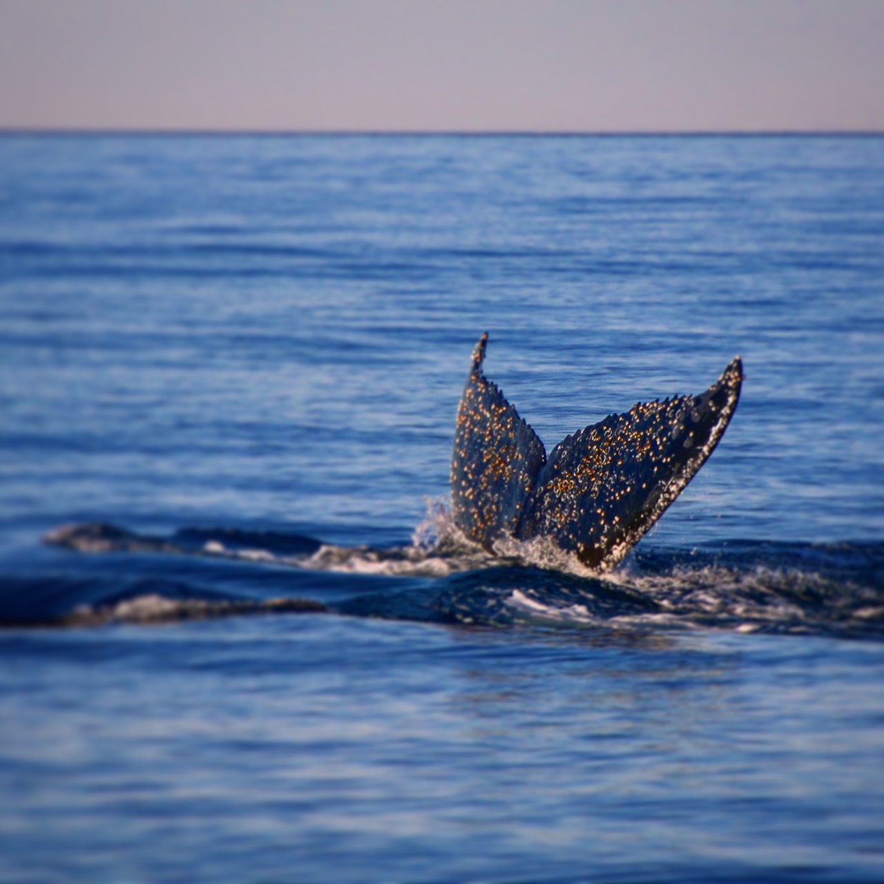 Safari-Style Whale Watching