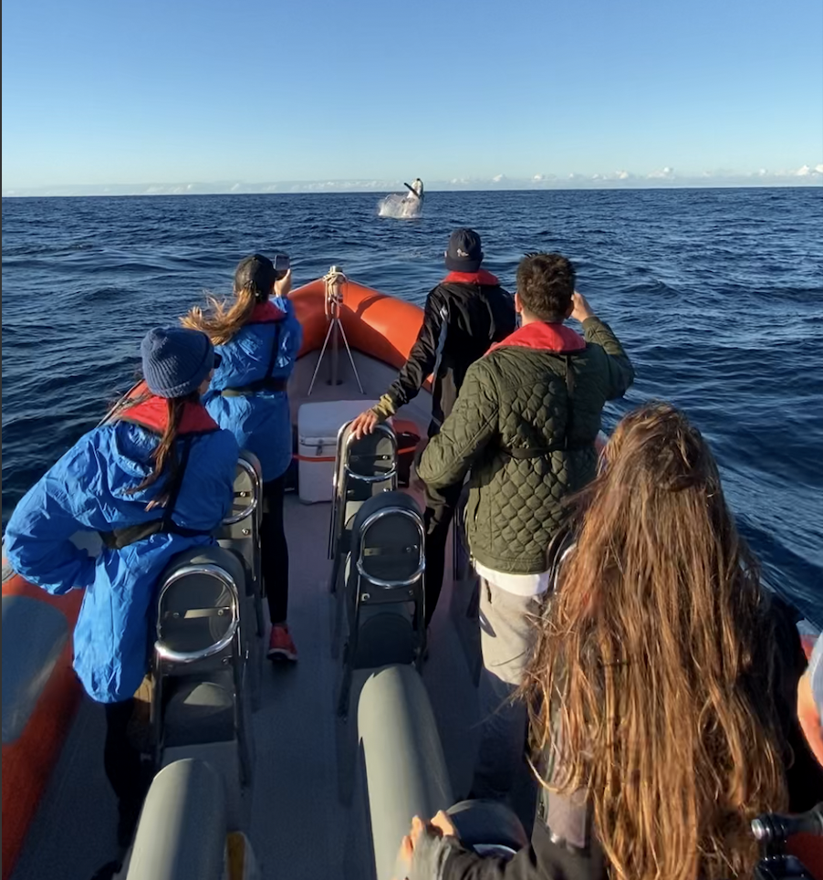 Safari-Style Whale Watching