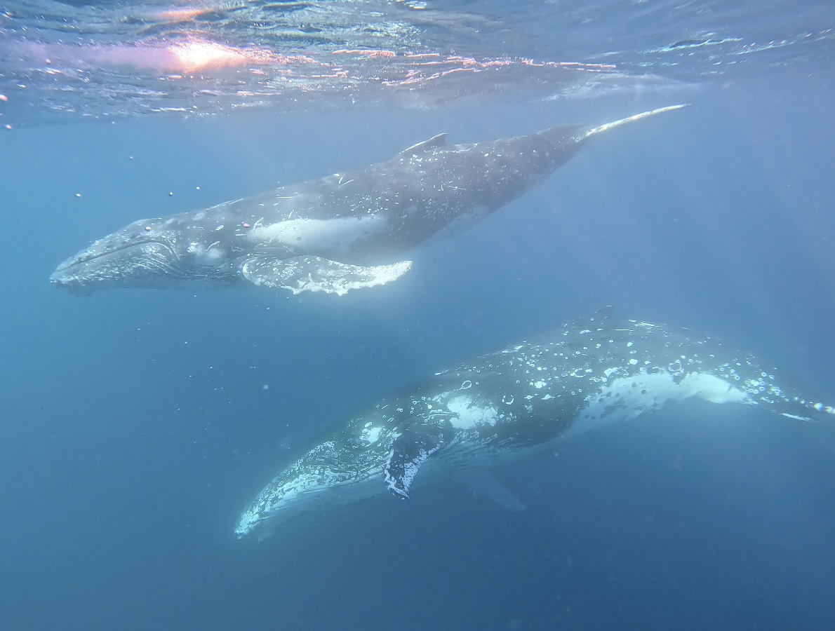 Swim with Whales Gold Coast 