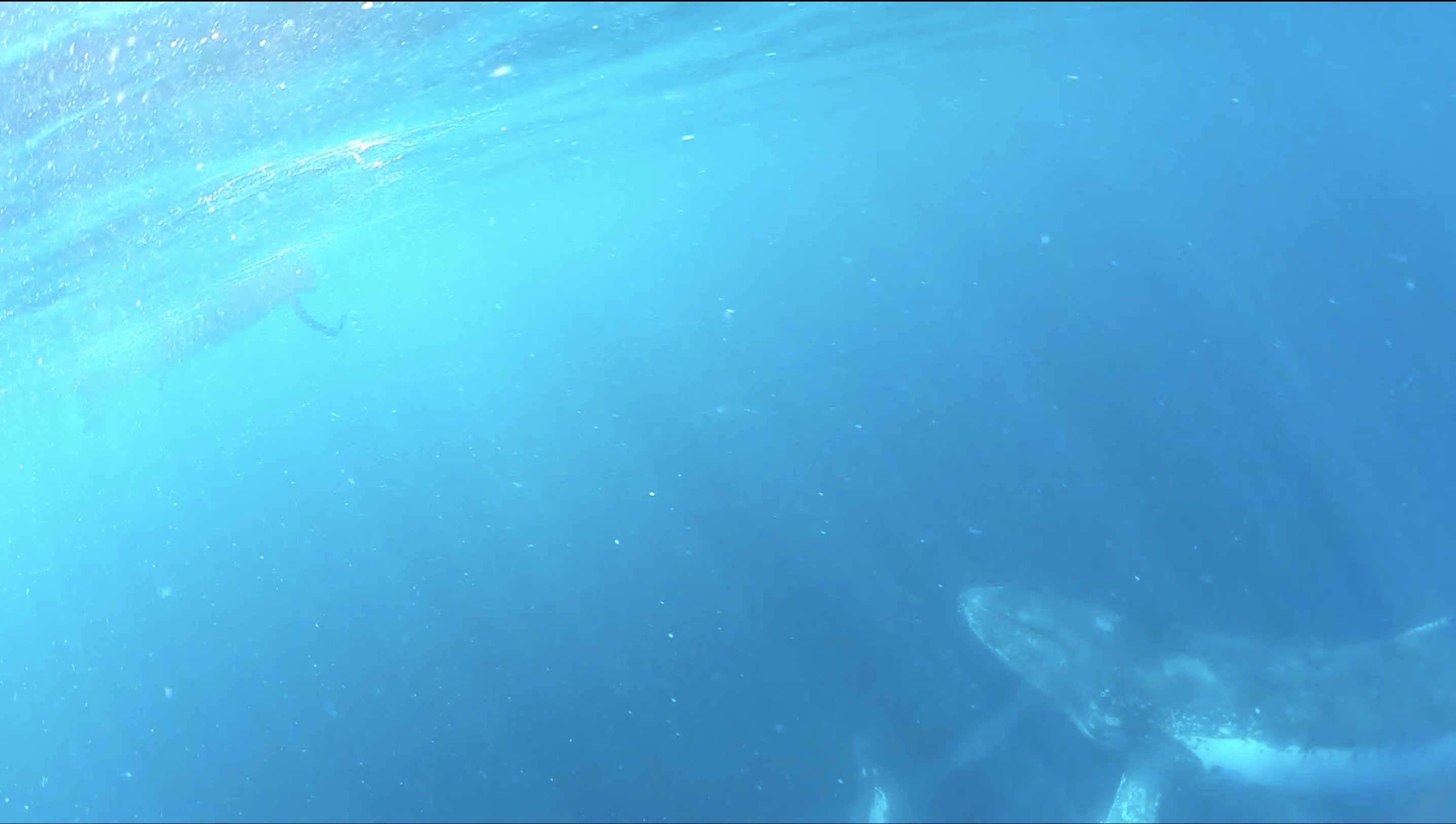 Swim with Whales off the Gold Coast