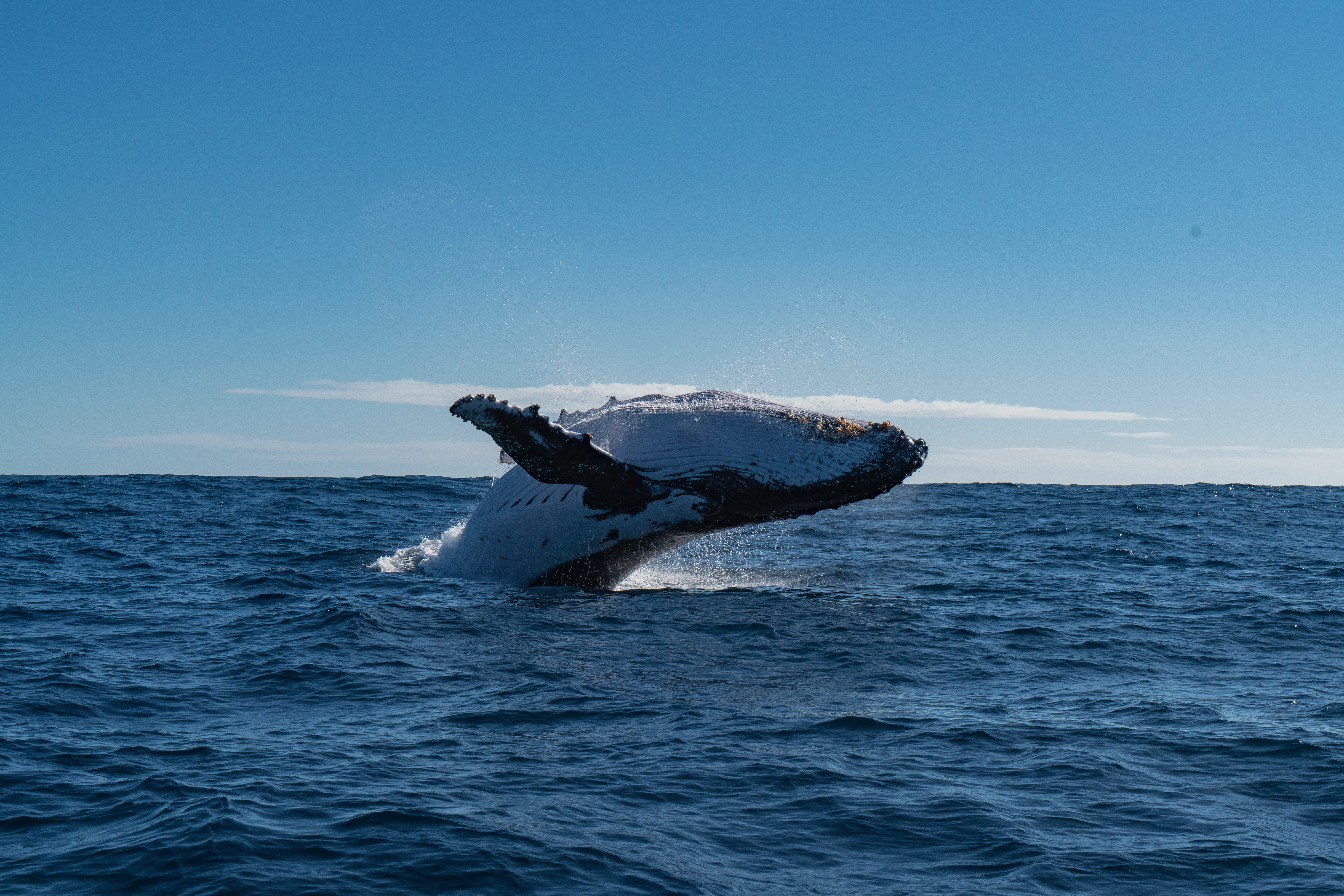 Safari-Style Whale Watching