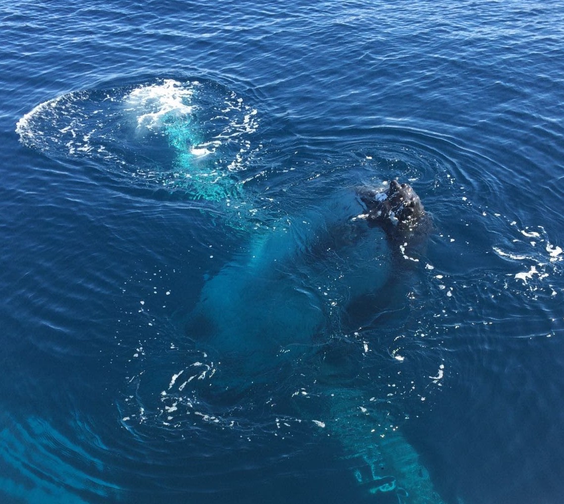 Safari-Style Whale Watching