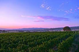 Walk and Winery Tour with tastings